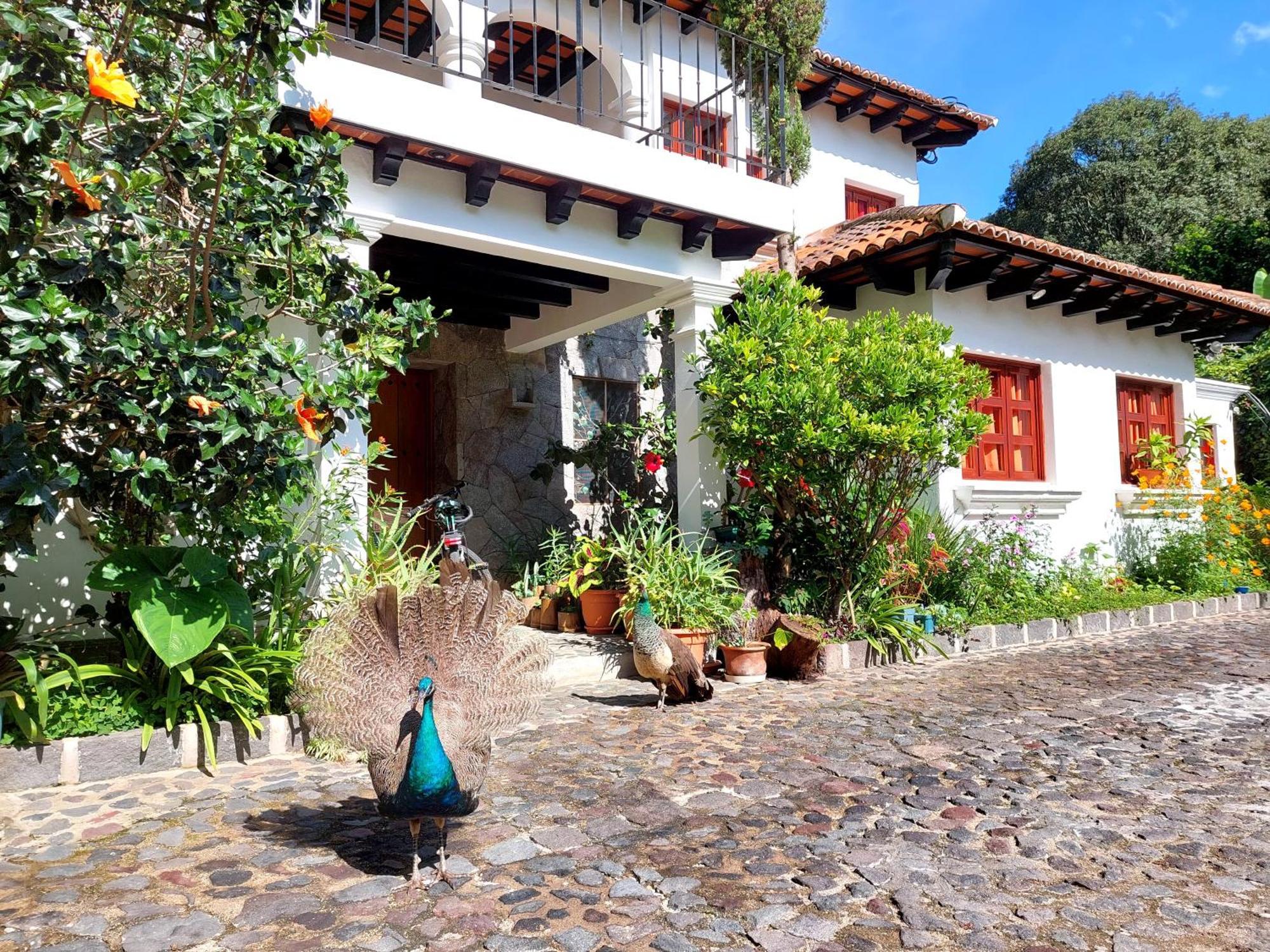 Hotel Y Jardines Casa Buho 안티구아 과테말라 외부 사진